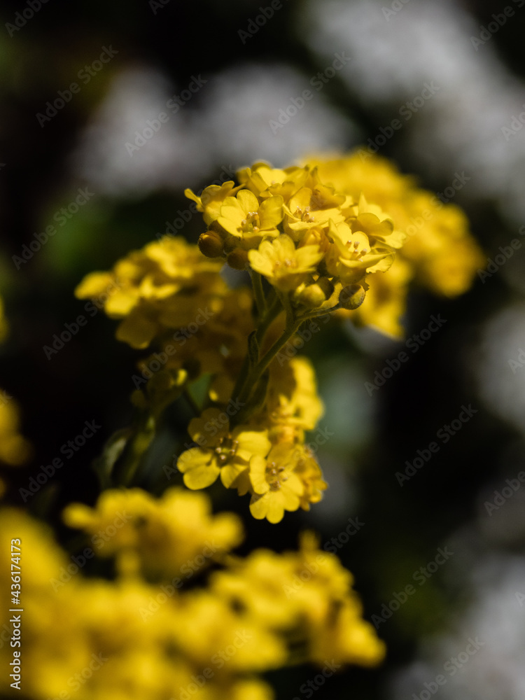 Blüte