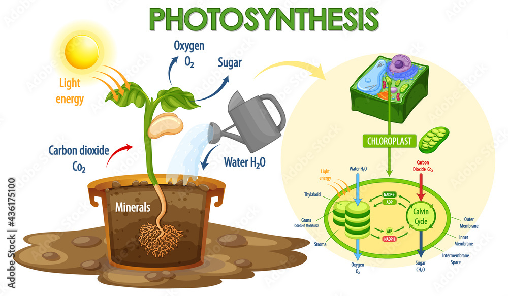 Diagram showing process of photosynthesis in plant Stock Vector | Adobe ...