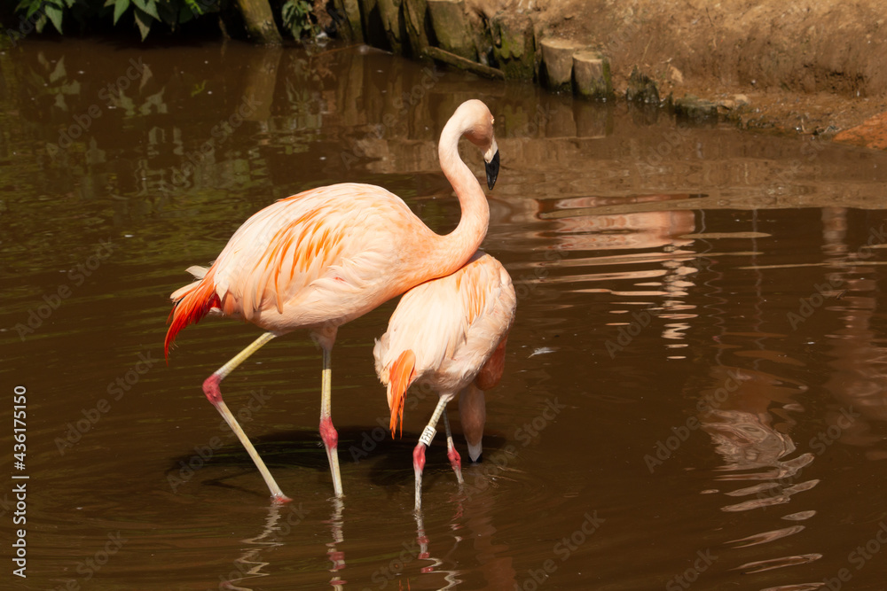 Chilean Flamingo (Phoenicopterus chilensis) pair of Chilean flamingo with a dark green and brown background
