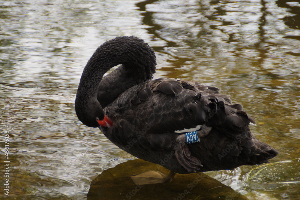 Fototapeta premium black swan on the lake