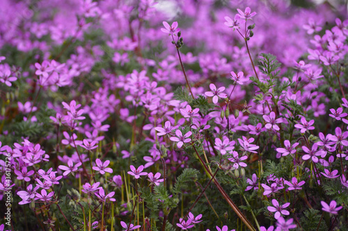 many small pink flowers grow in the park on a spring day side view