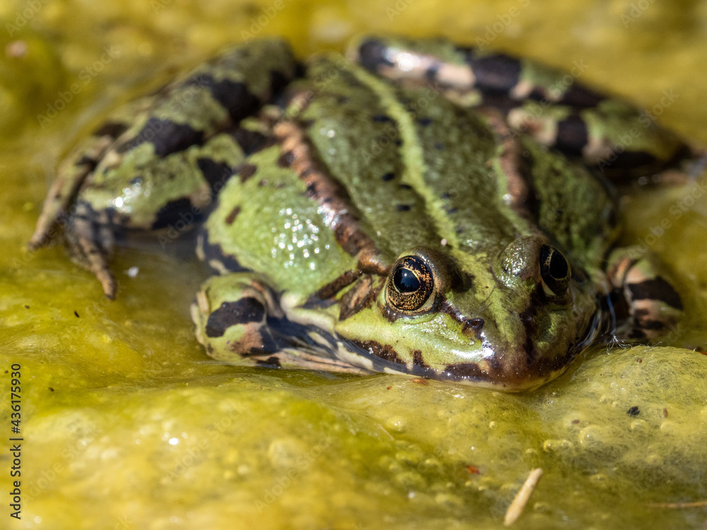 Fototapeta premium Frosch