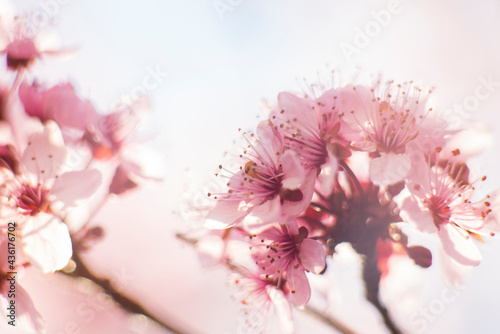 pink cherry blossom in spring