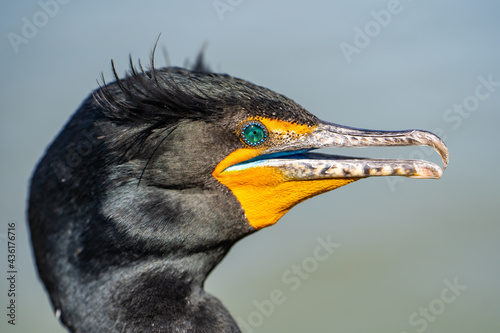 Portrait of double-crested cormorant (phalacrocorax auritus) 