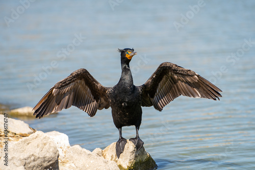 Double-crested cormorant (phalacrocorax auritus) stands on the shore of the lake with open wings. photo