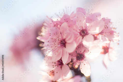 pink cherry blossom in spring
