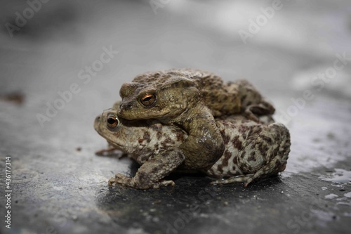 Isolated Toads mating on a slate floor