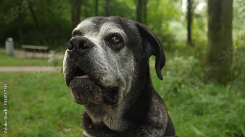 Gentle, giant old dog looking into camera. Head shot.