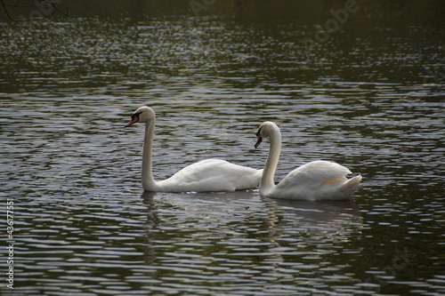 swans on the lake