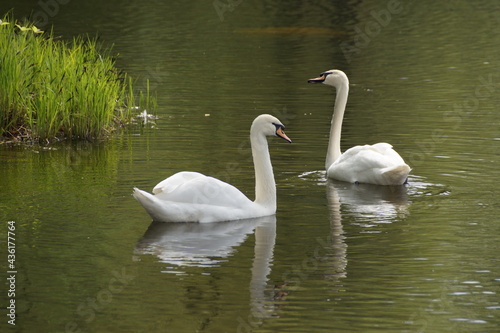 swans on the lake