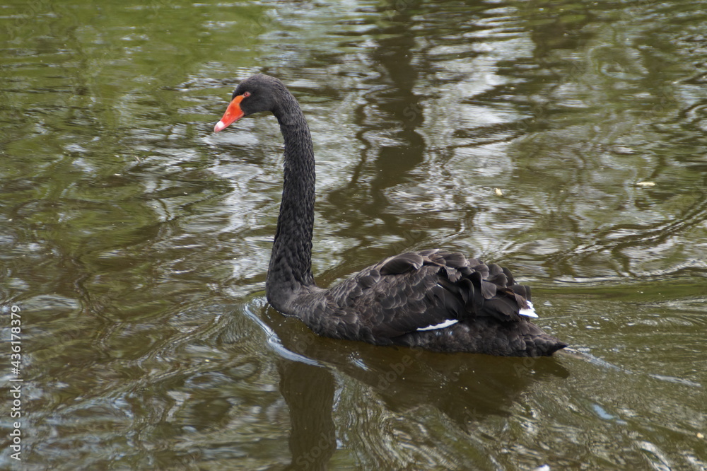 Fototapeta premium black swan on the lake