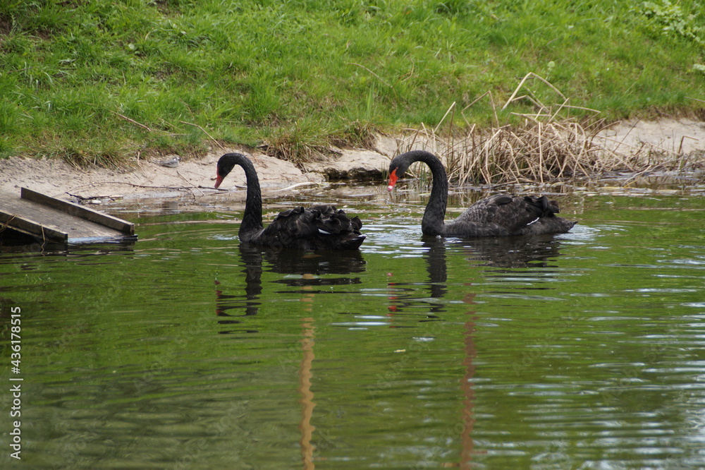 Fototapeta premium black swan on the lake