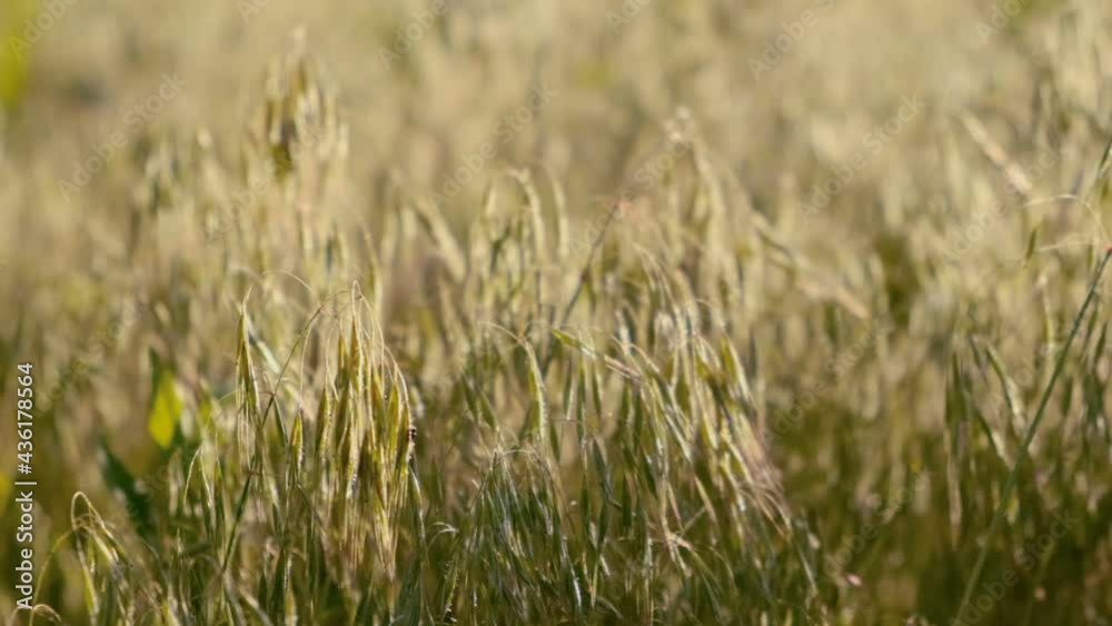 Ripening of oats in the spring. Agriculture, growing grain crops. Ripening of oats in the spring. Agriculture, growing grain crops.