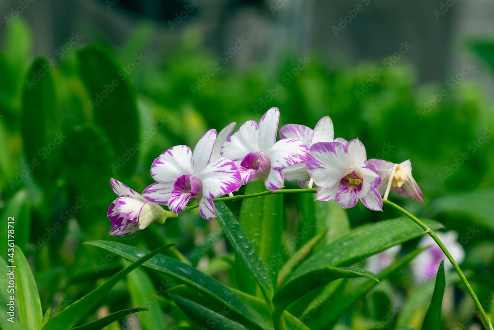 Dendrobium enobi orchid in the nursery Dendrobium enobi orchid in the nursery