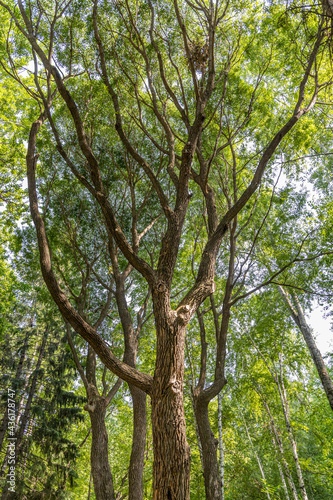 Brown willow tree with green fresh leaves and buds is in a park in spring