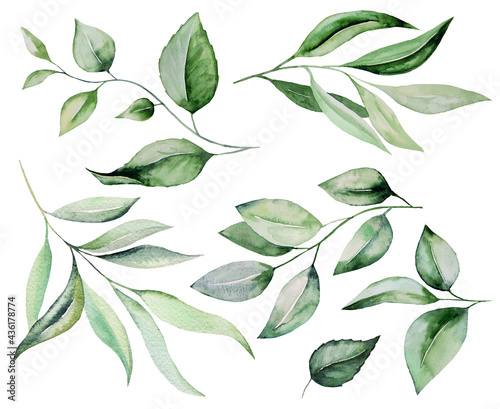 Watercolor botanical green leaves illustration