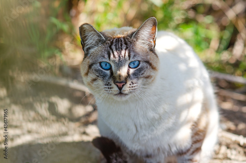 Portrait of a cat with blue eyes (Ojos azules). Wildlife photography.	 photo