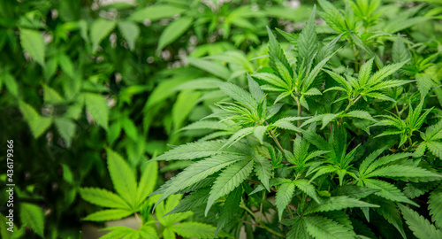 cannabis marijuana plants in science lab for making medicine