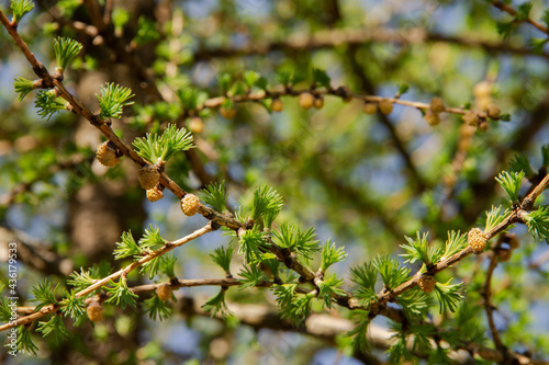 Larch Tree is a genus of woody plants in the Pine family in early spring © eevlada