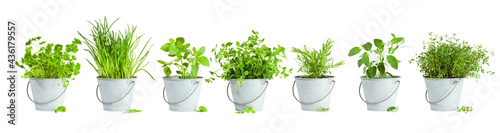 Variety of seven herbs planted in tin buckets arranged in a row isolated on white background