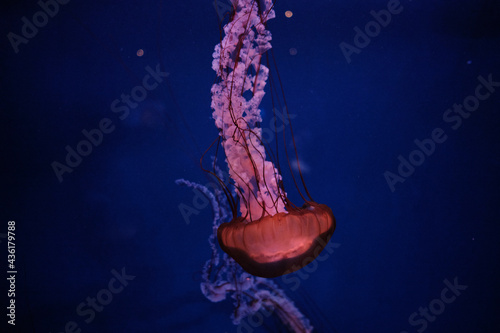 Medusas photo