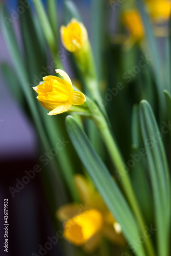 Yellow Narcissus flowers