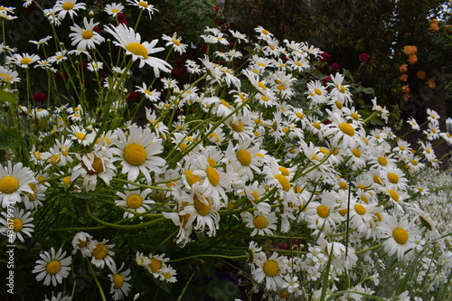 field of daisies