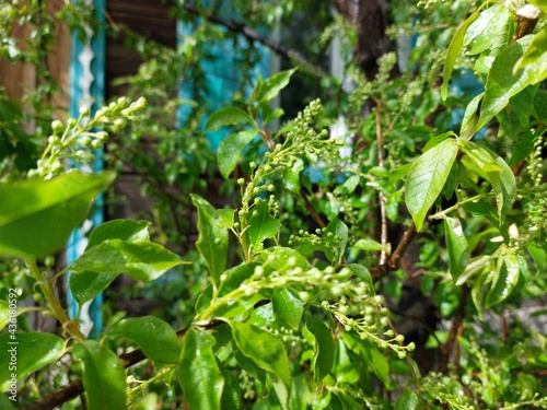 Prunus padus, known as bird cherry, hackberry, hagberry, or Mayday tree, is a flowering plant in the rose family with raindrops after rain