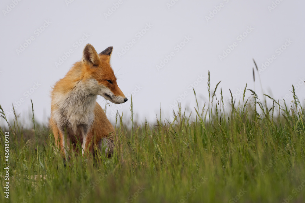 Fototapeta premium Red fox , vulpes vulpes in the grass