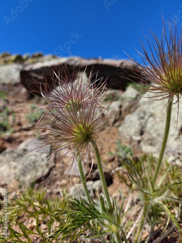 pasque flower, wind flower, prairie crocus, Easter flower, and meadow anemone after blooming