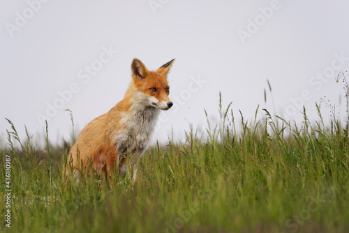 Red fox , vulpes vulpes in the grass © Creaturart