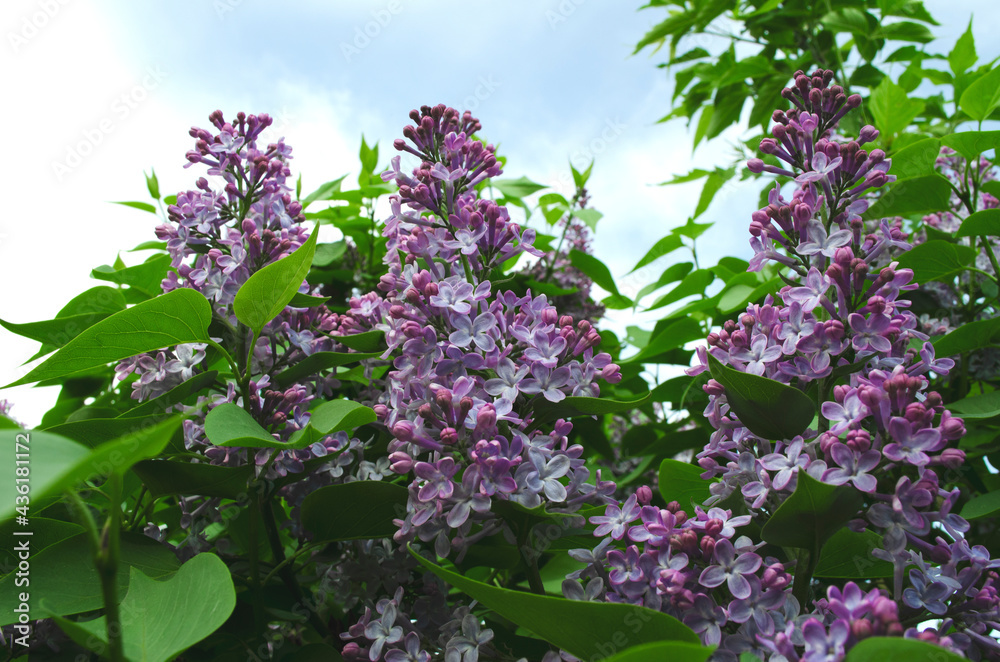 lilac flowers on a bush against the sky lilac flowers on a bush against the sky