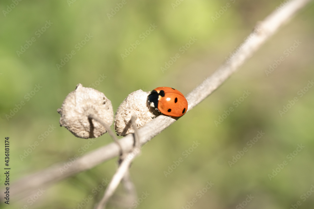 Fototapeta premium Ladybug crawling on a tree branch