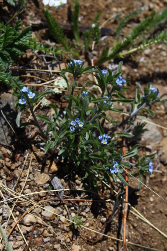 Eritrichium sajanense the rare wildflower forget-me-nots or scorpion grasses photo