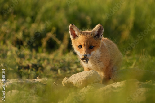 Cute red fox cub in the grass - Vulpes vulpes © Creaturart