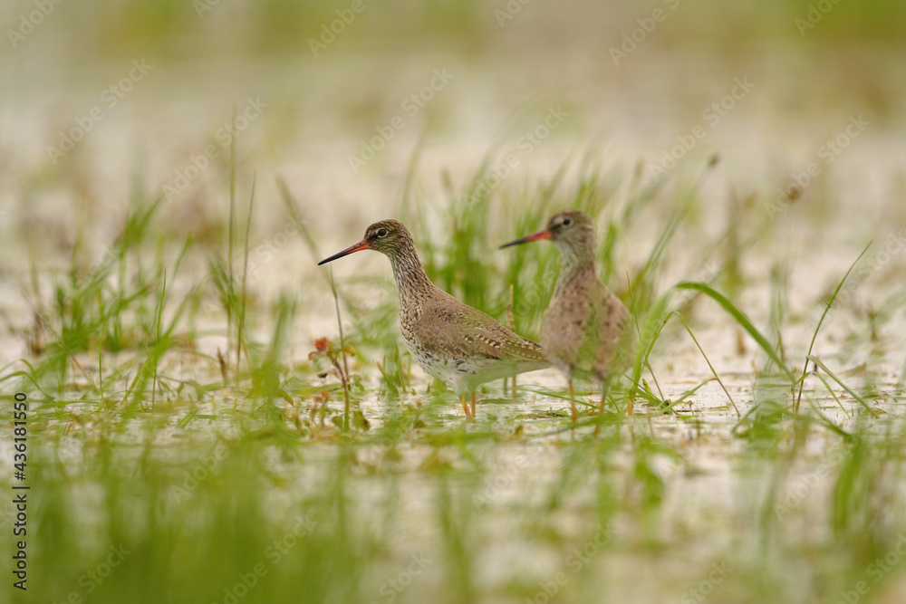 Common Redshank - Tringa totanus in the water pond Common Redshank - Tringa totanus in the water pond