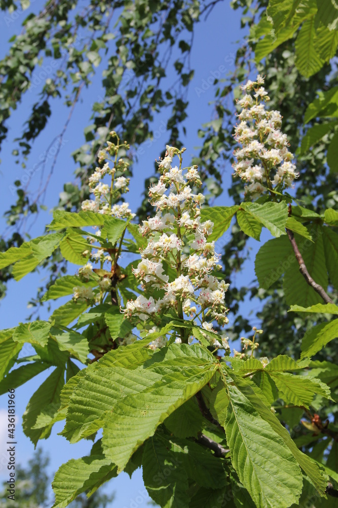 Blossoming chestnut flowers on the background of clear blue sky in spring in Kaunas, Lithuania Blossoming chestnut flowers on the background of clear blue sky in spring in Kaunas, Lithuania