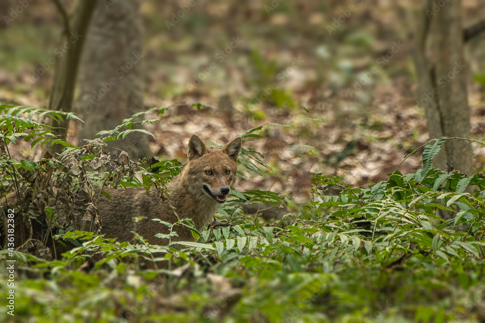 Fototapeta premium Golden jackal