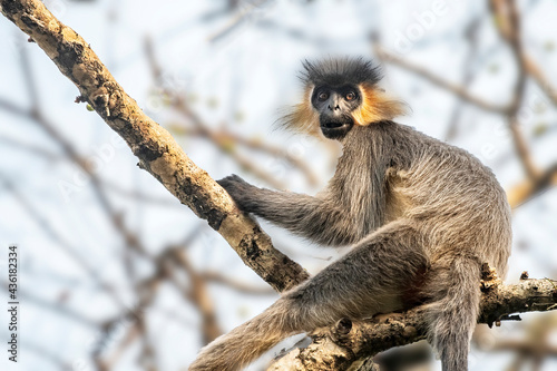 Capped langur