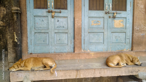 two identical dogs sleep near two blue doors in Jodhpur