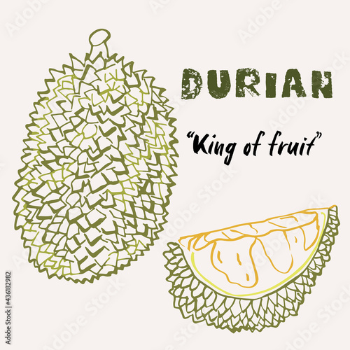 Hand drawn durian fruit multicolor line art vector illustration. Colorful line art exotic fruit design.