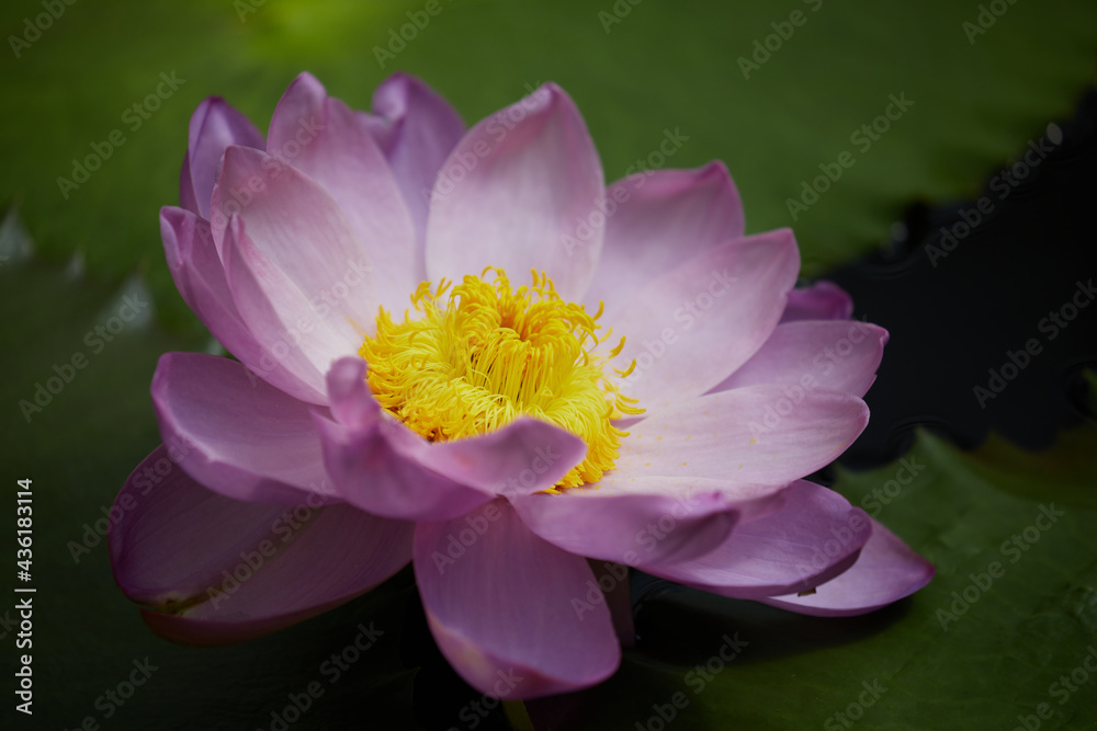 Lotus Lotus