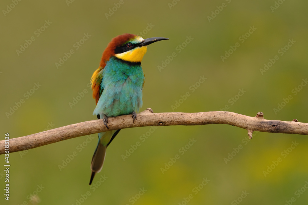 Colorful bee-eater on tree branch, against of yellow flowers background Colorful bee-eater on tree branch, against of yellow flowers background