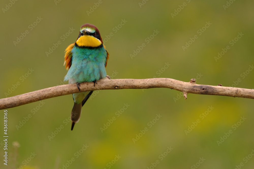 Colorful bee-eater on tree branch, against of yellow flowers background Colorful bee-eater on tree branch, against of yellow flowers background
