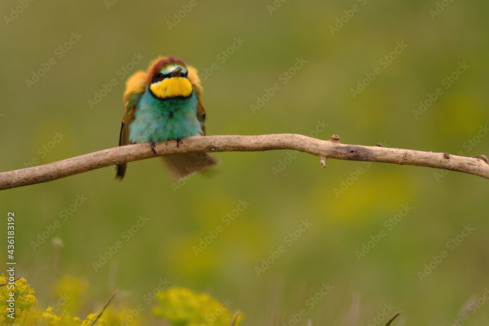 Fototapeta premium Colorful bee-eater on tree branch, against of yellow flowers background