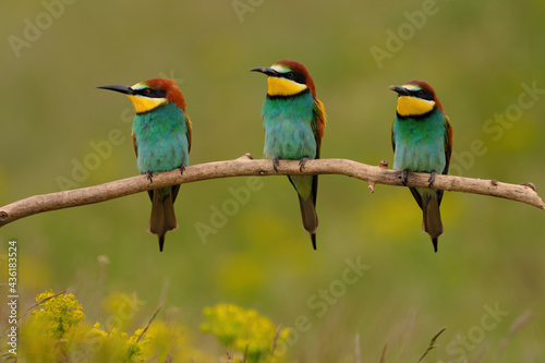 Group of colorful bee-eater on tree branch, against of yellow flowers background