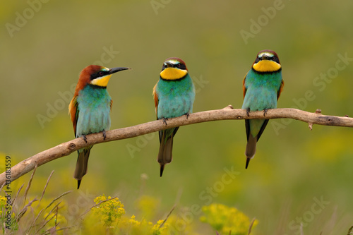 Group of colorful bee-eater on tree branch, against of yellow flowers background © Creaturart