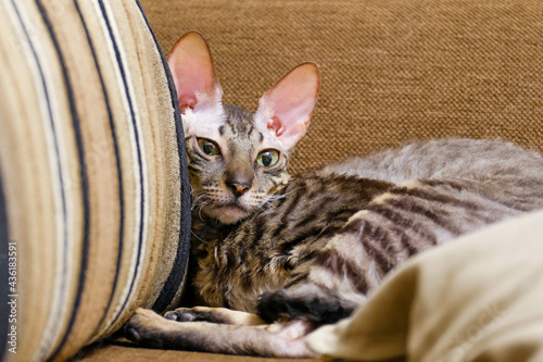 Fotografie The cat lies on the couch among the pillows. Cornish Rex striped