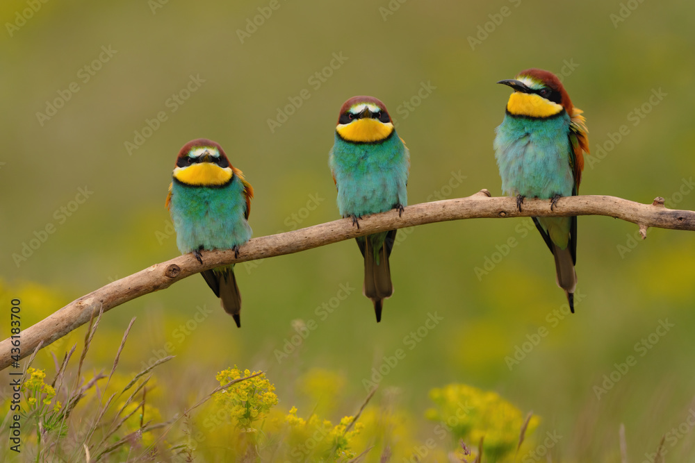 Group of colorful bee-eater on tree branch, against of yellow flowers background Group of colorful bee-eater on tree branch, against of yellow flowers background