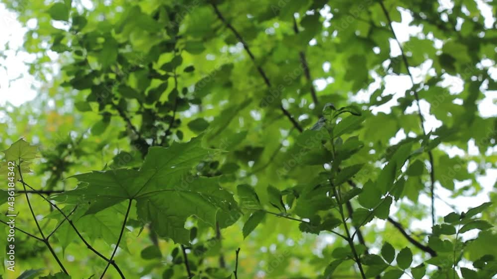 Green leaves move from the wind. Background of green leaves. Green leaves move from the wind. Background of green leaves.